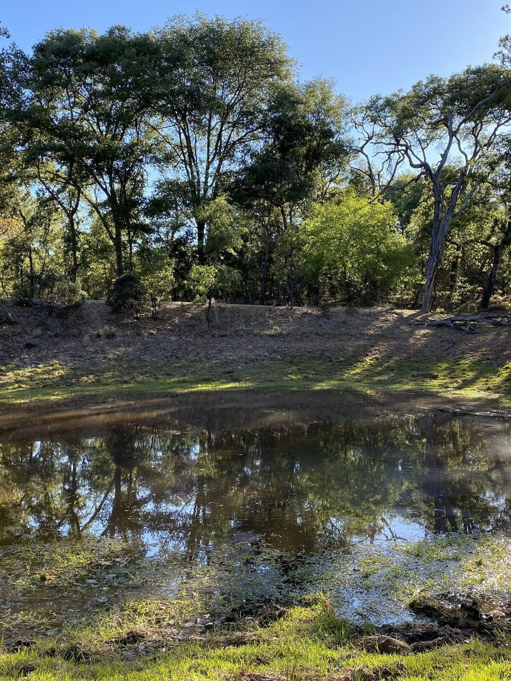 Sendero entre los encinos del terreno